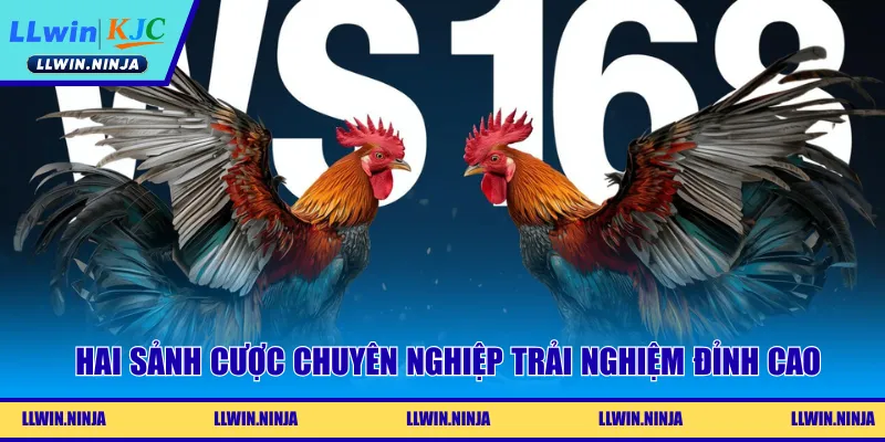 Hai sảnh cược chuyên nghiệp trải nghiệm đỉnh cao